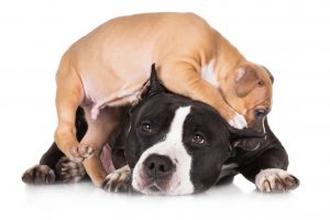 adorable puppy playing with a dog