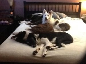 My bed in 2012. Four on the bed, one in a crate.