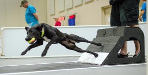 flyball