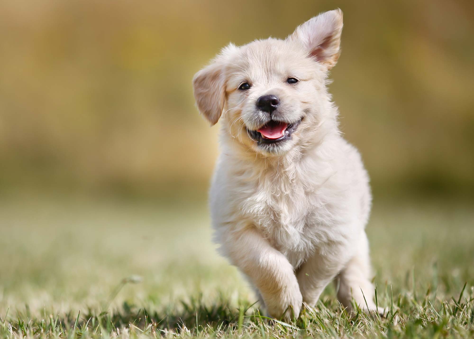 Young puppy outdoors