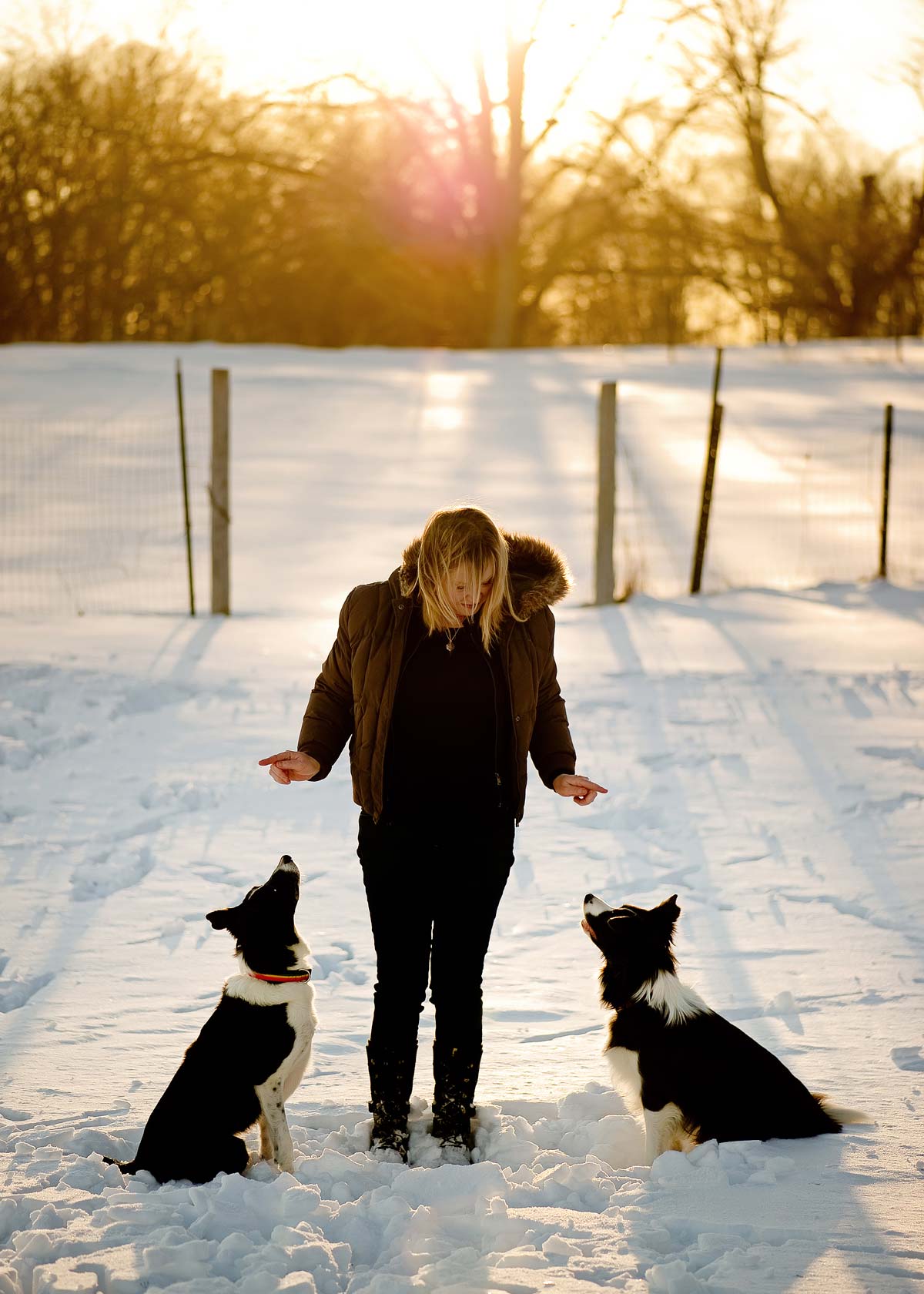 About Pet Behavior Consulting