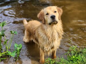 Golden retriever relaxing outdoors