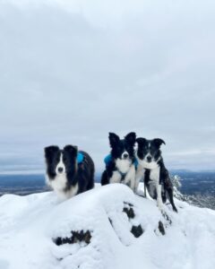 Group of dogs together outdoors